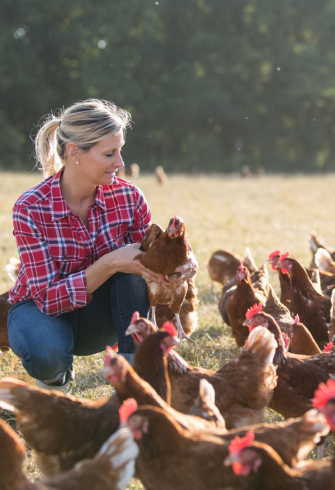 25-羟基维生素D₃在蛋鸡种鸡肉鸡养殖中的功效