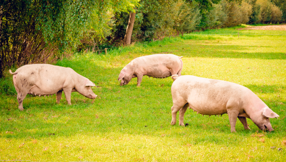 25-羟基维生素D₃——中国银河集团
革新技术创造性突破