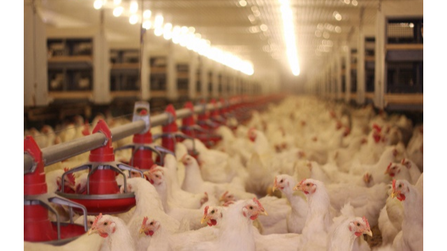 创新科技助推畜牧饲料业新发展，中国银河集团
利用合成生物技术赋能饲料添加剂25-羟基VD₃的生产